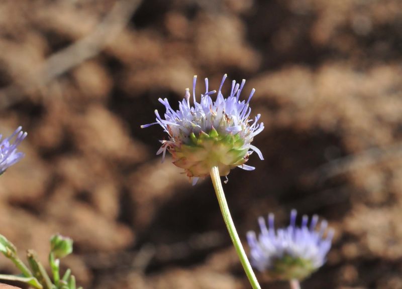 Jasione montana / Vedovella annuale